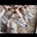 EU reabrirá puerta a ganado mexicano antes de que acabe el año: jefa veterinaria del USDA