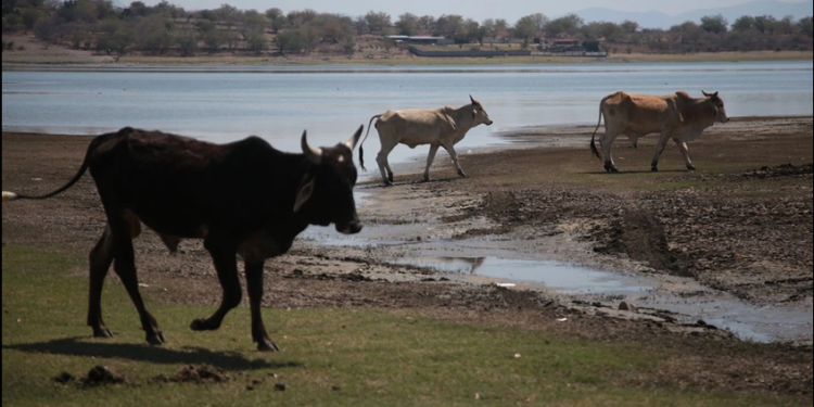 Se disparan casos de gusano barrenador en ganado en Campeche