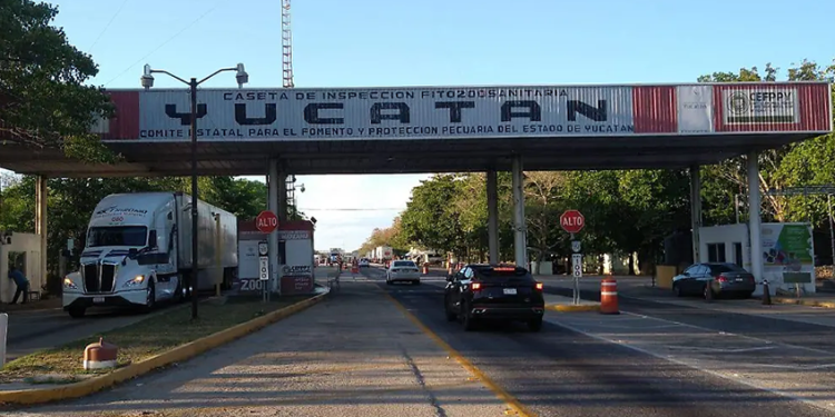 Ahora detectan casos de gusano barrenador en Yucatán; autoridades intensifican controles