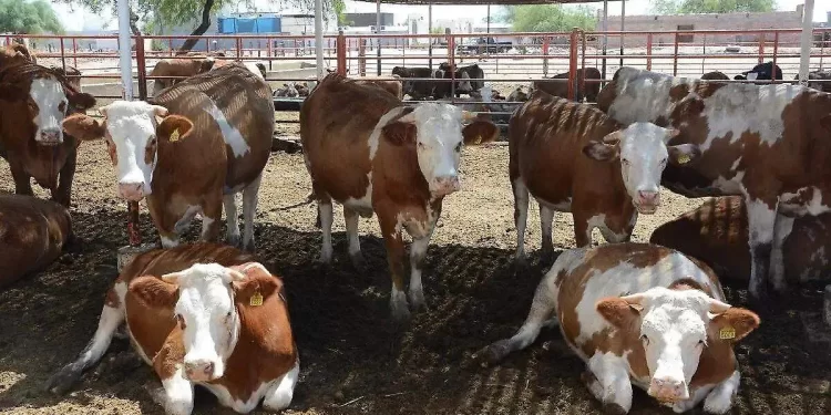 Ganaderos de SLRC recibirán alimento subsidiado por parte del Gobierno