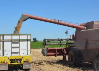 Gobierno de Sonora y productores llegan a un acuerdo sobre precio del trigo