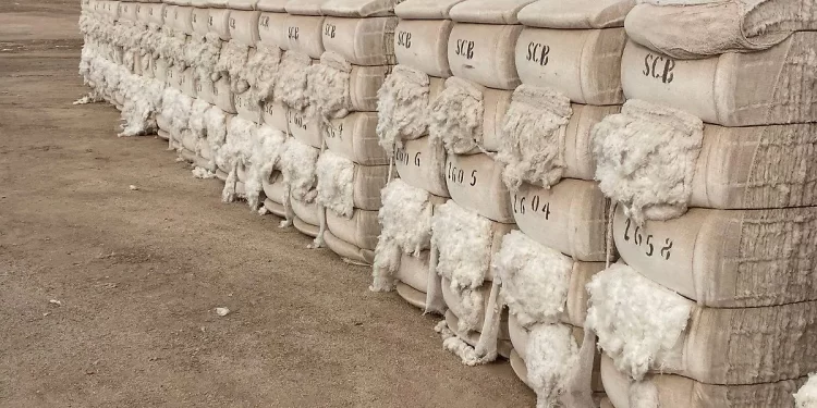 Algodón cultivado en el valle de SLRC conquista mercado japonés