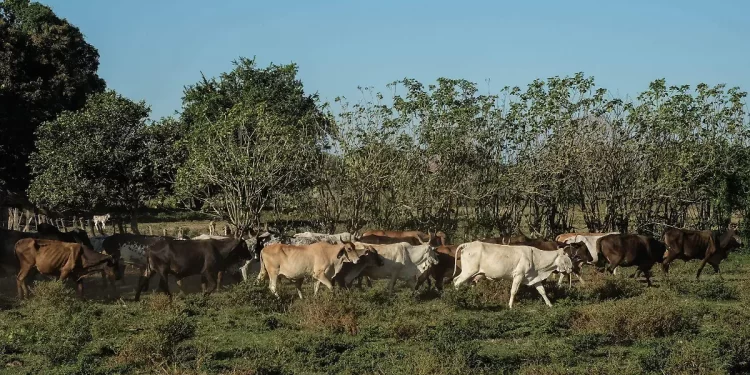 Sonora tiene un Plan B para no depender de suspensiones políticas en la exportación de ganado