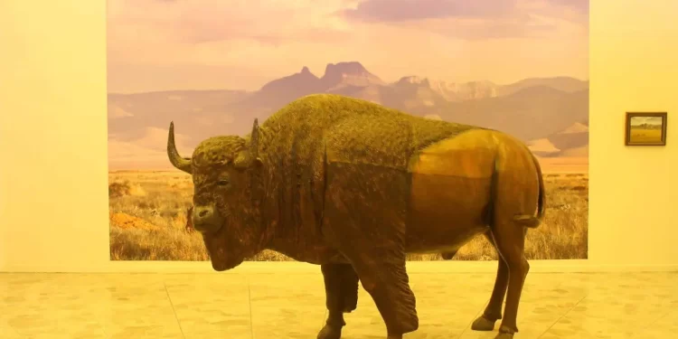 Supera las 2 mil visitas muestra fotográfica “Zona de Bisontes” en el Museo de Arte de Ciudad Juárez