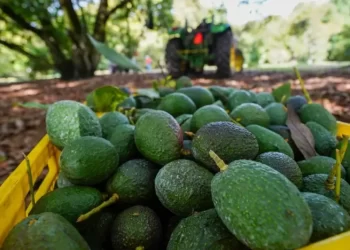 Del campo al narco: cómo la producción de aguacate financia a los cárteles de las drogas en Michoacán
