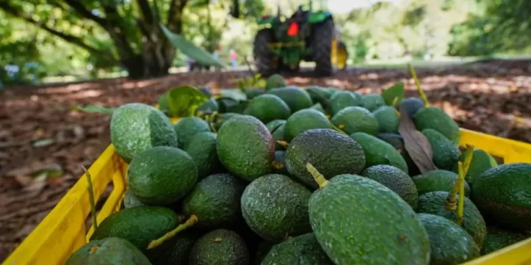 Del campo al narco: cómo la producción de aguacate financia a los cárteles de las drogas en Michoacán