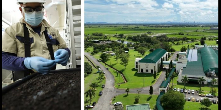 ¿Cómo funciona la técnica de la mosca estéril contra el gusano barrenador?