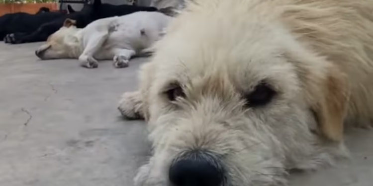 ¿Quién es King Charles, el perro con más aura del mundo?