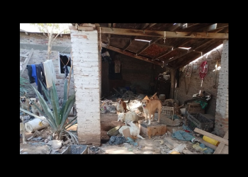 Hombre de 72 años vivía con 25 perros en su domicilio en el municipio de SLRC y había restos de animales enterrados