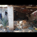 Hombre de 72 años vivía con 25 perros en su domicilio en el municipio de SLRC y había restos de animales enterrados