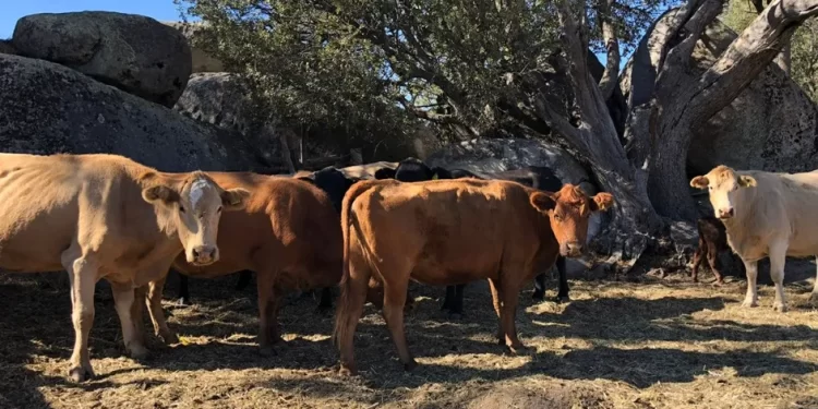 Productores mexicanos serán afectados si EU suspende ganado importado por gusano barrenador