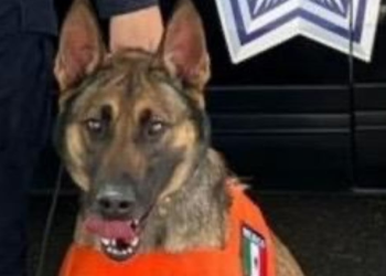 Elemento canino logra detección de persona con posesión de narcóticos en Sonora; aseguran 5 envoltorios con droga