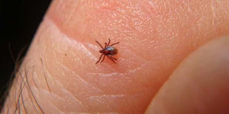 Ocupa Sonora primer lugar nacional en muertes por rickettsia