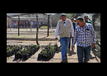 El jueves 15 de mayo Secretaría del Bienestar paga a beneficiarios del programa Sembrando Vida