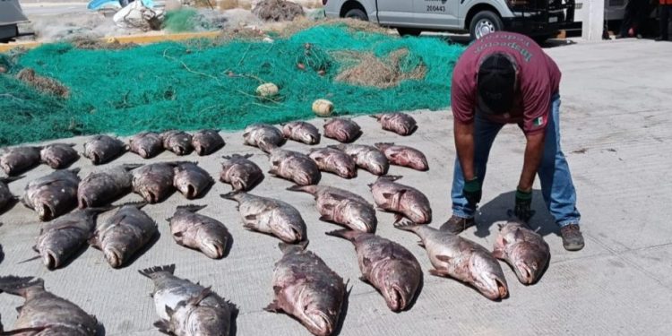 Totoaba bajo amenaza por pesca ilegal