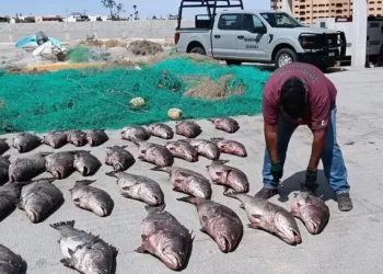 Crimen y naturaleza: el narco también mata especies