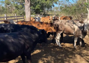 Por gusano barrenador, EU mantiene suspensión de importación de ganado mexicano; anuncia inversión de 21 mdd para erradicar plaga