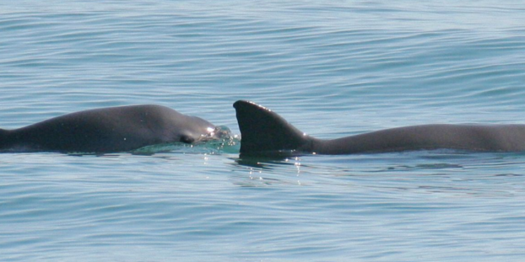 La asombrosa vaquita mexicana, una batalla contra la extinción