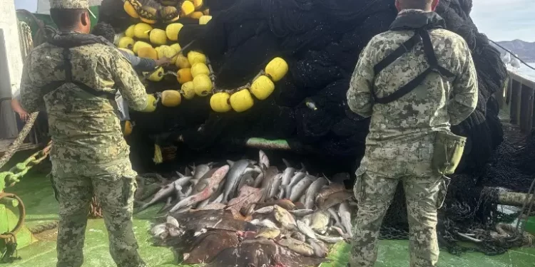 Aseguran 62 tiburones y 4 mantarrayas en Santa Rosalía durante operativo naval