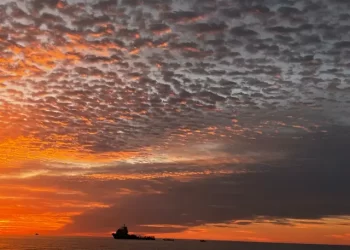 Hábitat de vaquita marina, cumple 7 años como Patrimonio Mundial en Peligro