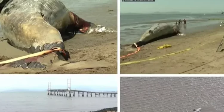 Preocupación ante alta tasa de muertes de ballenas grises en las costas de California