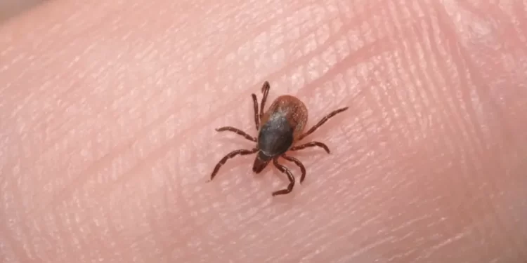 Sonora reporta 18 fallecimientos y 38 casos confirmados de rickettsia en lo que va del año