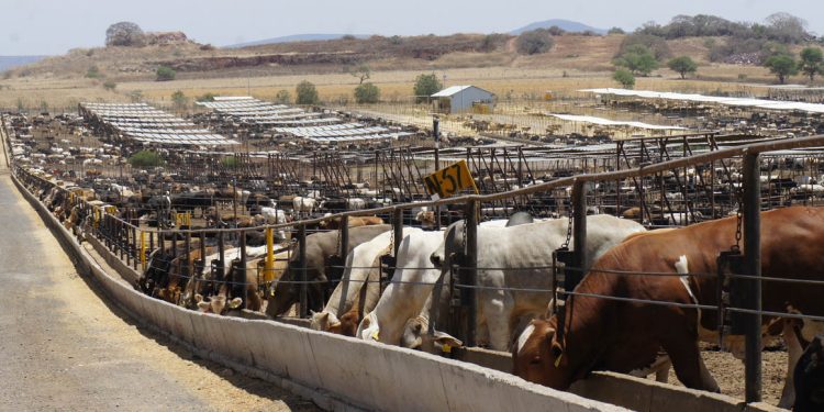 Abrirá EU frontera para cruce de ganado criado en Chihuahua y Sonora