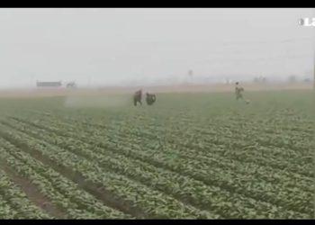 Redadas antimigrantes del ICE llegan a los campos agrícolas de California