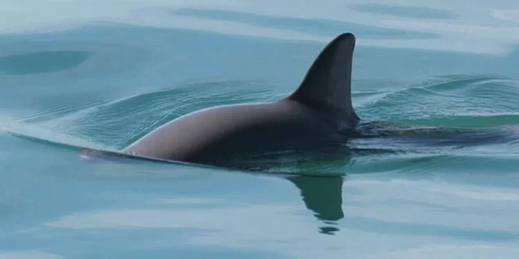 La vaquita marina: el mamífero marino más amenazado del planeta