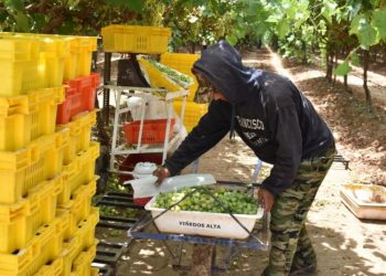 Se posiciona Sonora como principal productor de uva de mesa en México