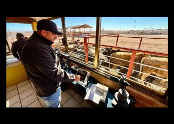Apertura de la frontera para la exportación de ganado a EE UU a partir del 7 de julio