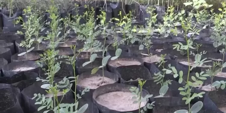 Realizarán Donación de Árboles Nativos en Vivero de Hermosillo ¿Cuándo Será?