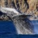 Qué dijo el Príncipe Guillermo del mexicano José Luis Ceseña, un héroe de la conservación en el Mar de Cortés