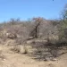 La mayoría de los municipios de Sonora han alcanzado la categoría de sequía más severa
