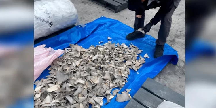 Aseguran cargamento de 2 mil 400 kilos de aletas de tiburón; pretendían enviarlo a China