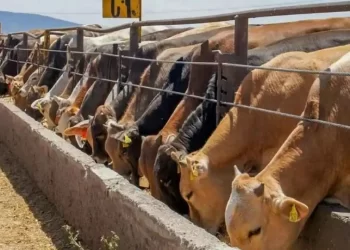 Gusano barrenador en Sonora: autoridades tienen hasta julio para evaluar reapertura de frontera