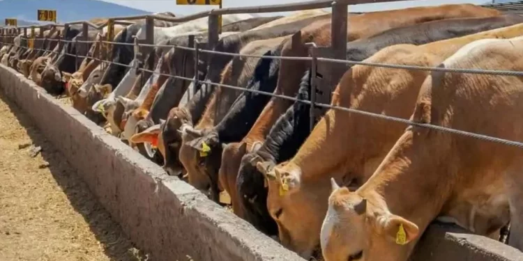 Gusano barrenador en Sonora: autoridades tienen hasta julio para evaluar reapertura de frontera