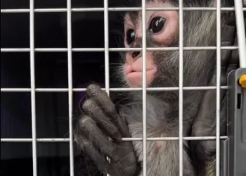 Frustra Profepa envíos ílicitos de especies al extranjero