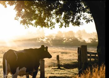 Ganaderos agradecen a Durazo entrega de apoyo para eficientar producción