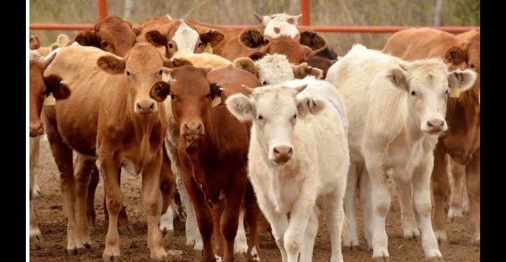 Gobierno hace “todo lo posible” por reabrir la frontera a exportación de ganado