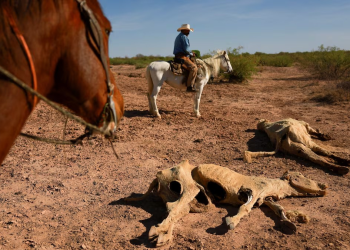 Los productores del norte de México, en alerta por la sequía que dura tres años: “Los pozos se quedan sin agua”
