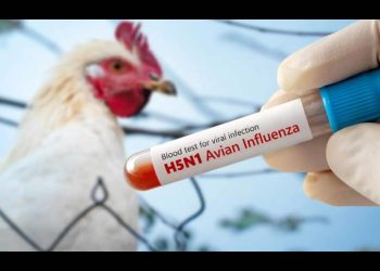 IP advierte que próxima gran crisis de salud pública será influenza aviar