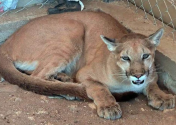Aseguran un puma y 6 jabalíes tras cateo en Magdalena de Kino, serán llevados al Centro Ecológico de Hermosillo