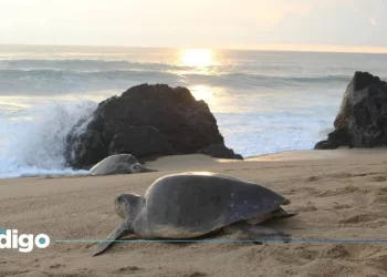 Senado respalda tratado global para proteger biodiversidad marina sin fronteras