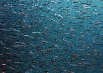 Participarán productores certificados de este pez que se encuentra en peligro de extinción.