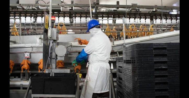 Reabre México mercado de importación de productos avícolas de Brasil