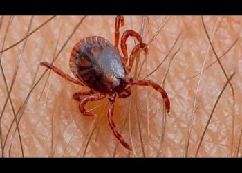 Cuidado: este año van 18 defunciones por Rickettsia en Sonora con 58 casos confirmados