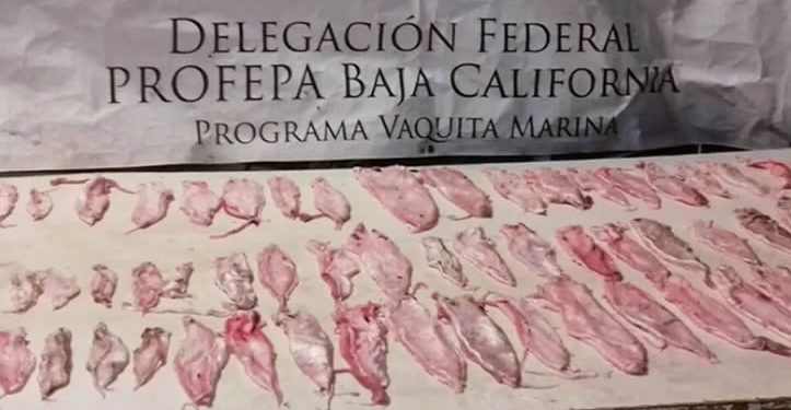 Senado aprueba exportación de carne de totoaba de cultivo