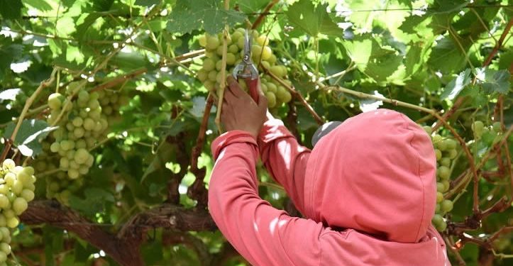 Comercialización de Uva de Mesa sonorense generó 10 mmdp en el 2024