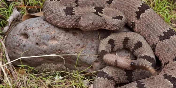 México impulsa protección total para las víboras de cascabel; ¿están en peligro?